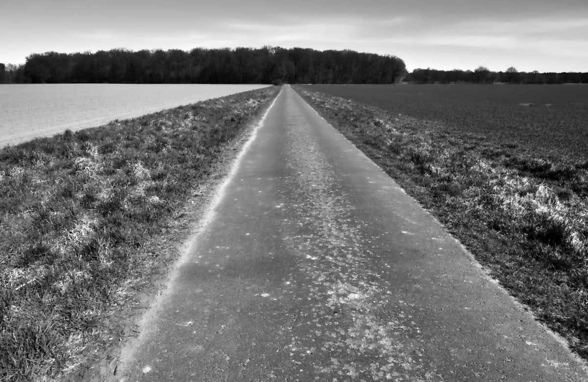 Weg zum Wald BW_2.jpg
