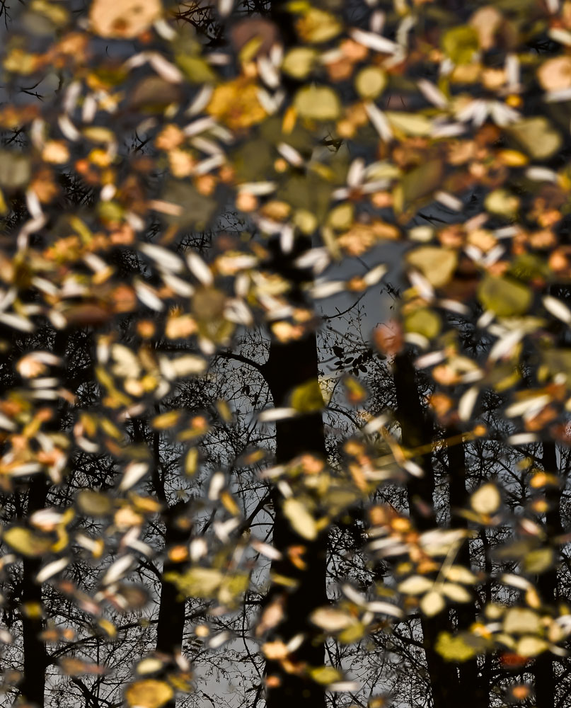 Wehr Baum