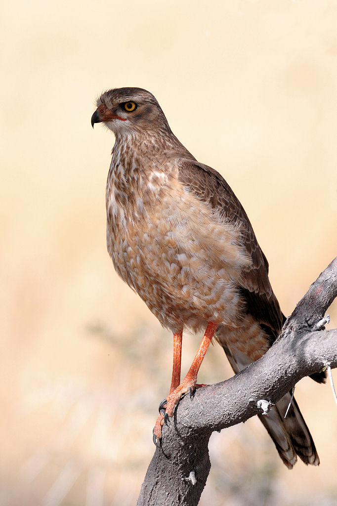 Weißbürzel Singhabicht (Jungtier) ???
Etosha, Namibia
(9363)