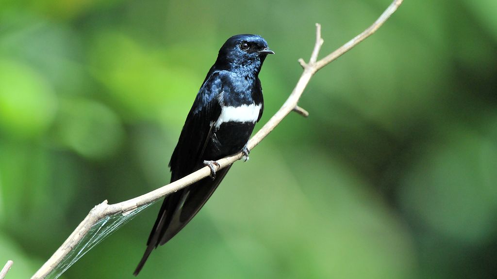 Weißbandschwalbe (White Banded Swallow)
Burro-Burro River, Surama
2233