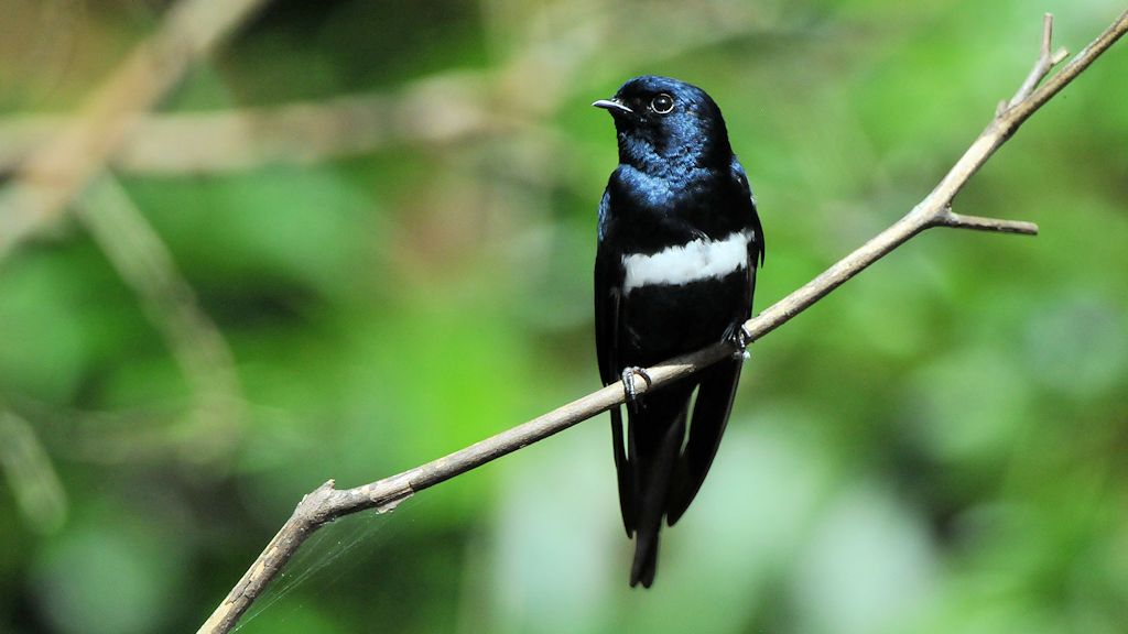 Weißbandschwalbe (White Banded Swallow)
Burro-Burro River, Surama
2246