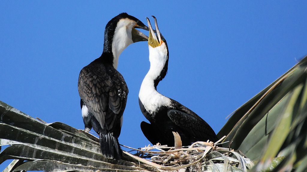 Weißbauchkormorane auf dem Nest
1006