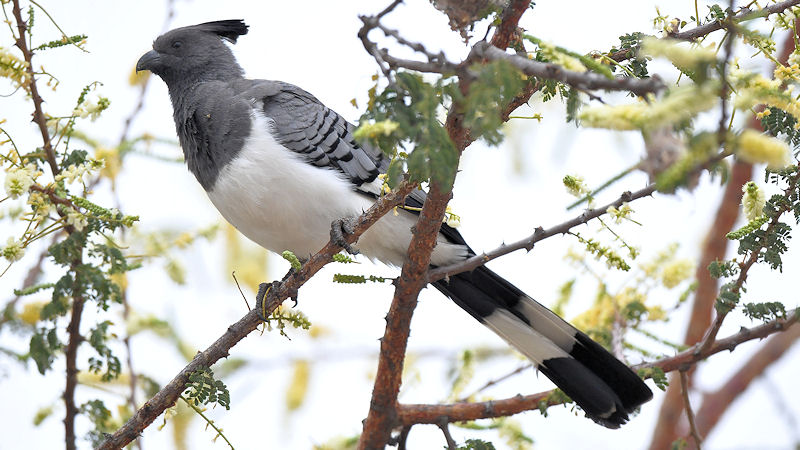 Weißbauchlärmvogel
White bellied go away bird
im Kambi Ya Tembo
0313