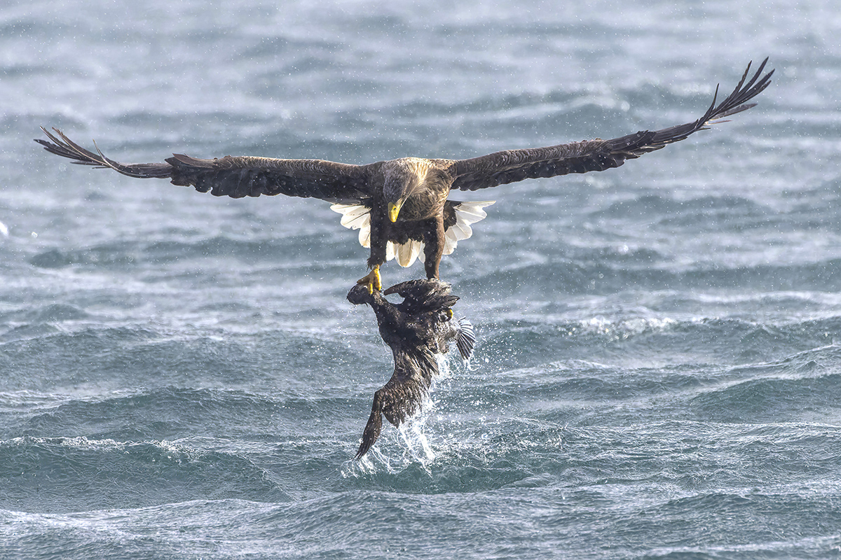 Weißbauchseeadler Schottland 1.jpg