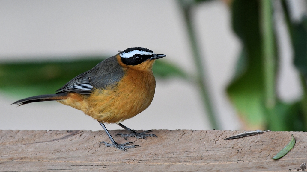 Weißbrauenrötel (White-browed Robin Chat)
Utengule Coffee Lodge (bei Mbeya)

s615 Utengule CoffeeLodge White browed Robin Chat 3984