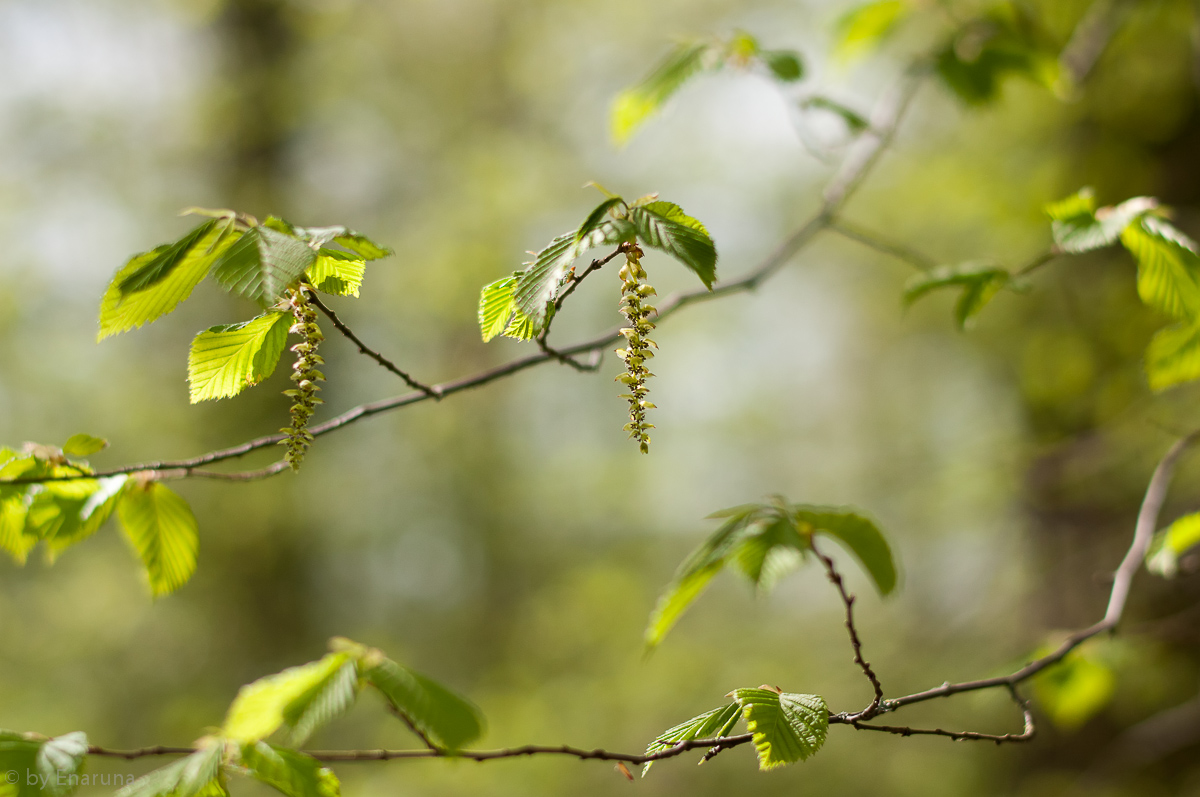 Weißbuchenblüten 58mm 58mm f1.4 @2.2  in Lightroom bearbeitet und geschärft