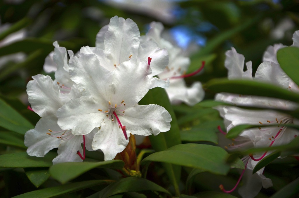 weiße Blüten