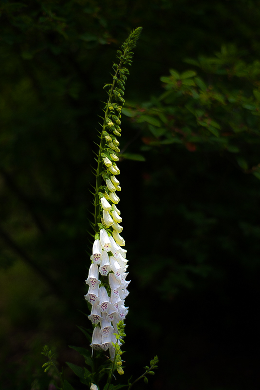 Weiße Digitalis-1.jpg