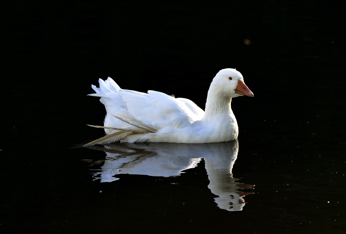 Weiße Gans