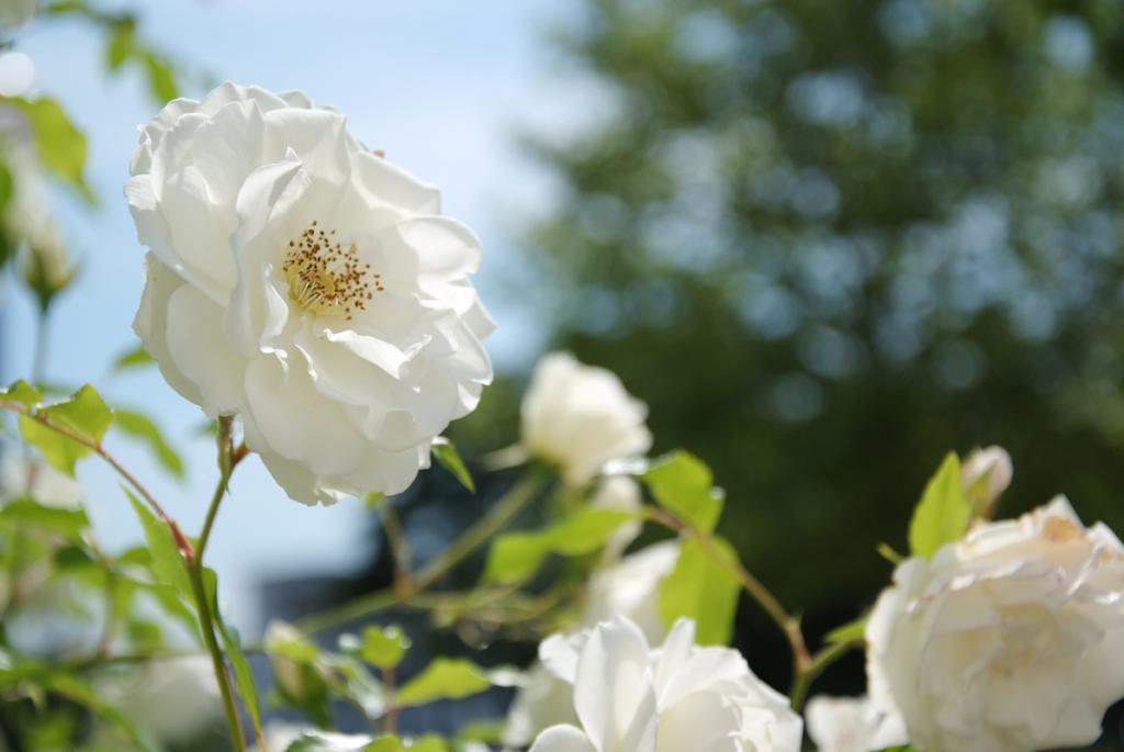 weiße rose 1
