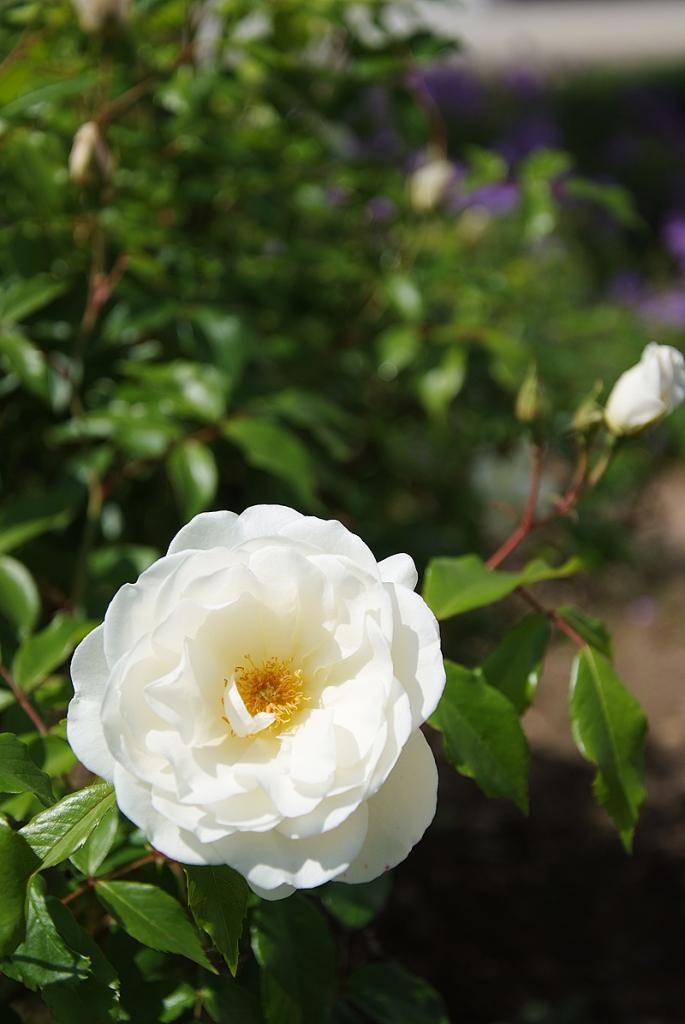 weiße rose 4