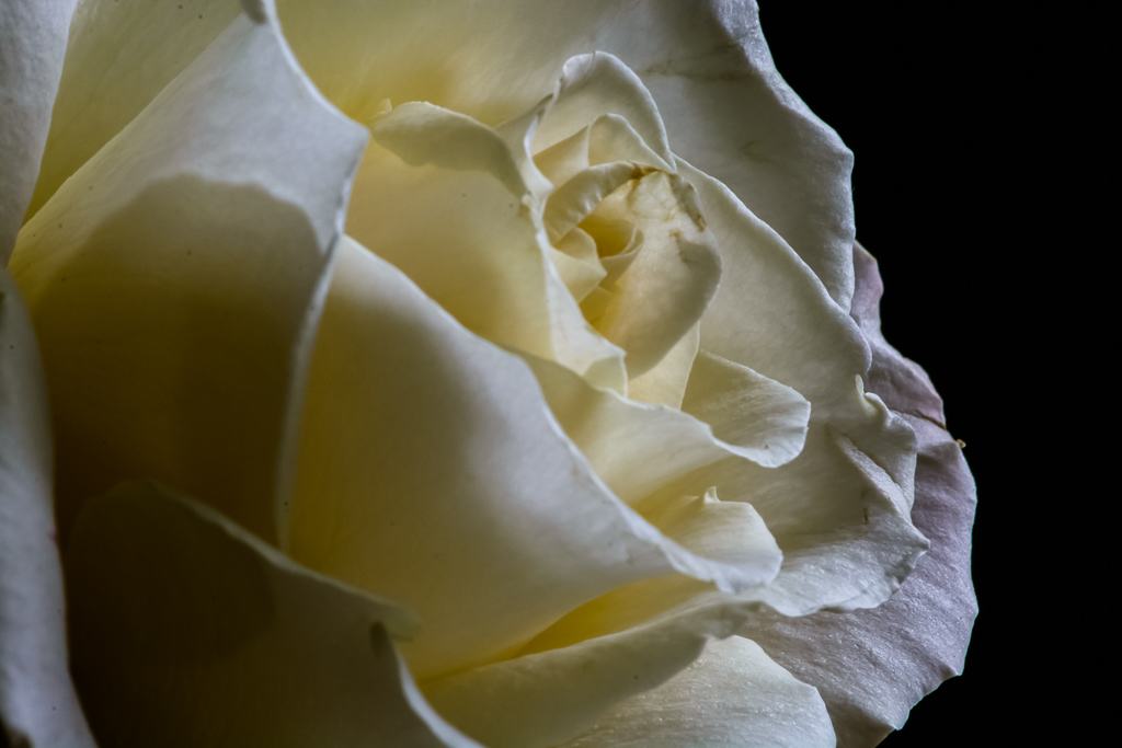 weiße Rose