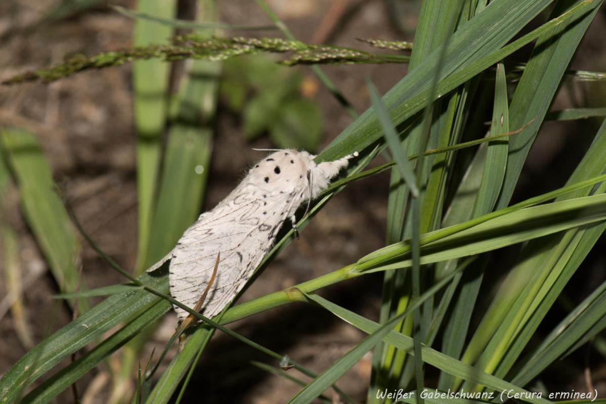 Weißer Gabelschwanz oder Hermelinspinner (Cerura erminea) (1 von 1)