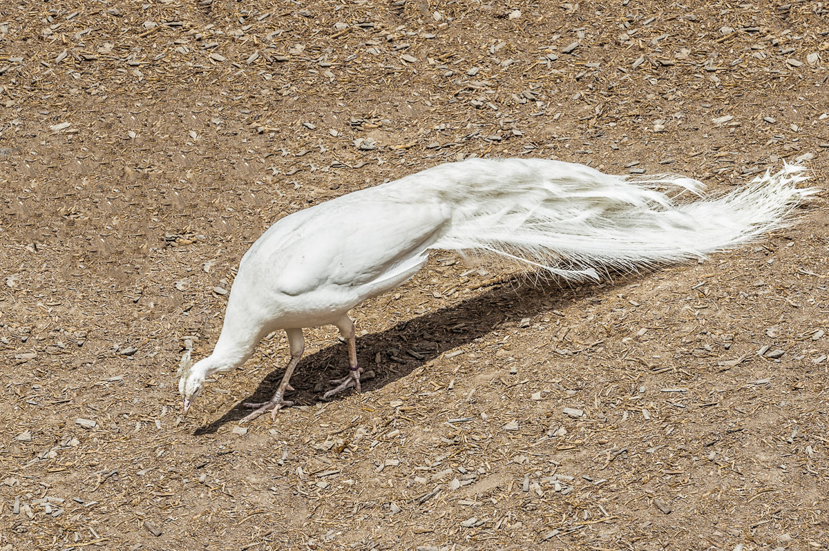 weißer Pfau 2