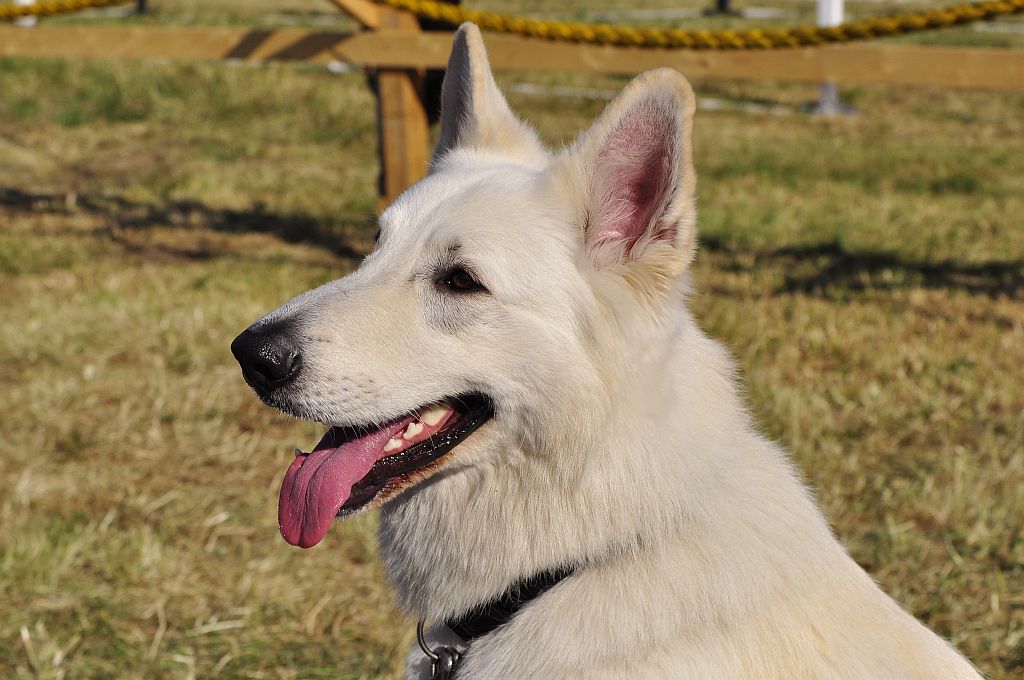 Weißer Schäferhund Nikon F