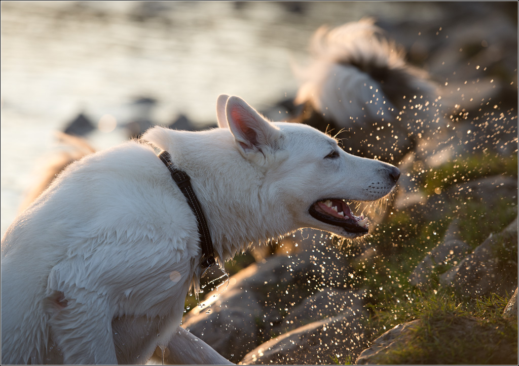 weißer Schäferhund