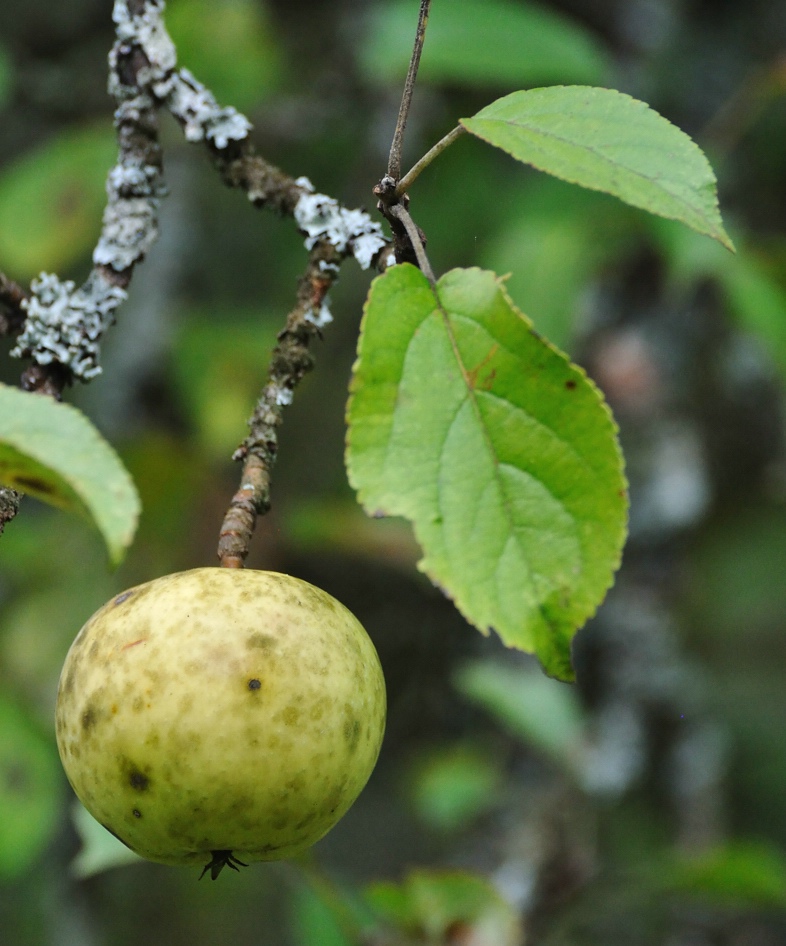 Weißer Trierer Weinapfel