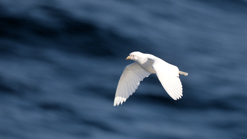 Weißgesicht Scheidenschnabel (Snowy Sheathbill)
 4242