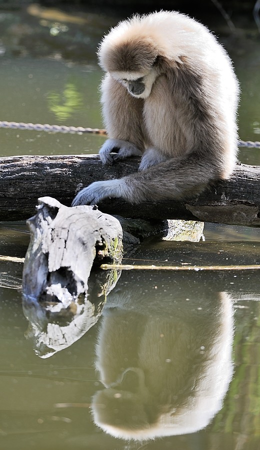 Weißhandgibbon