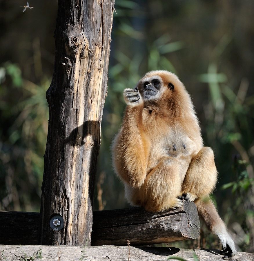 Weißhandgibbon