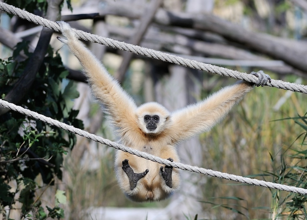Weißhandgibbon