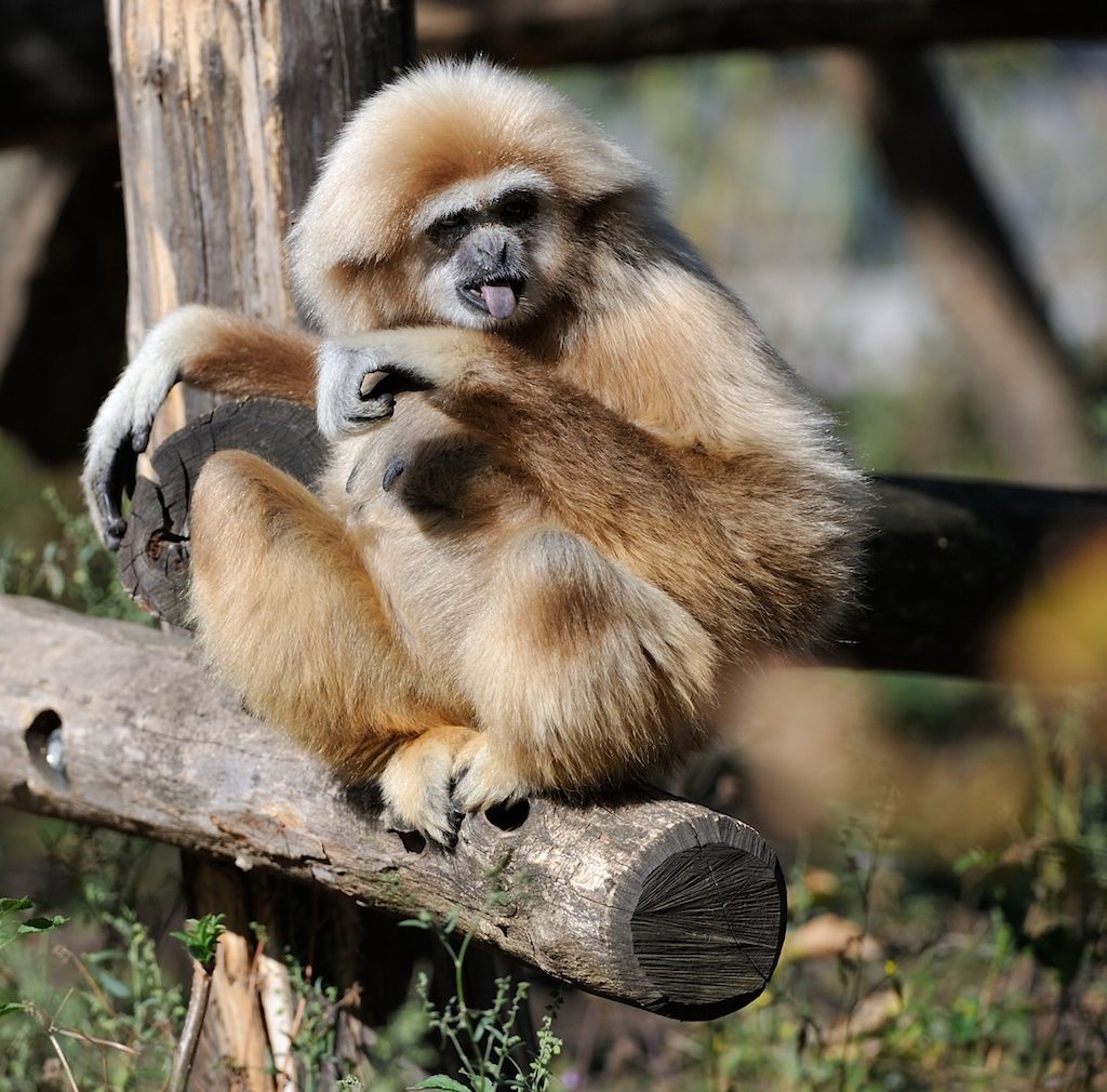 Weißhandgibbon