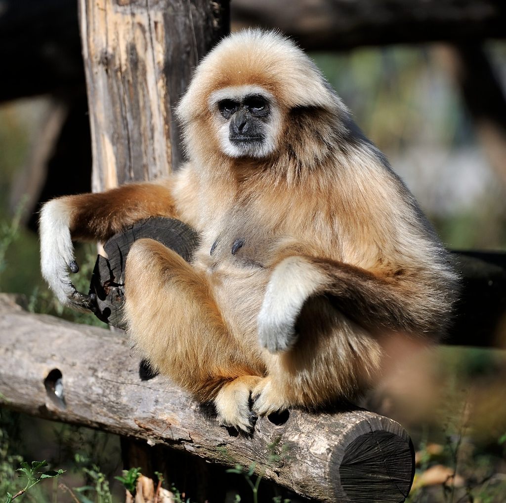 Weißhandgibbon