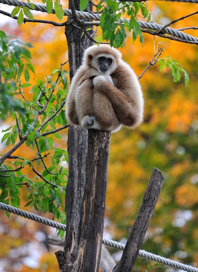 Weißhandgibbon