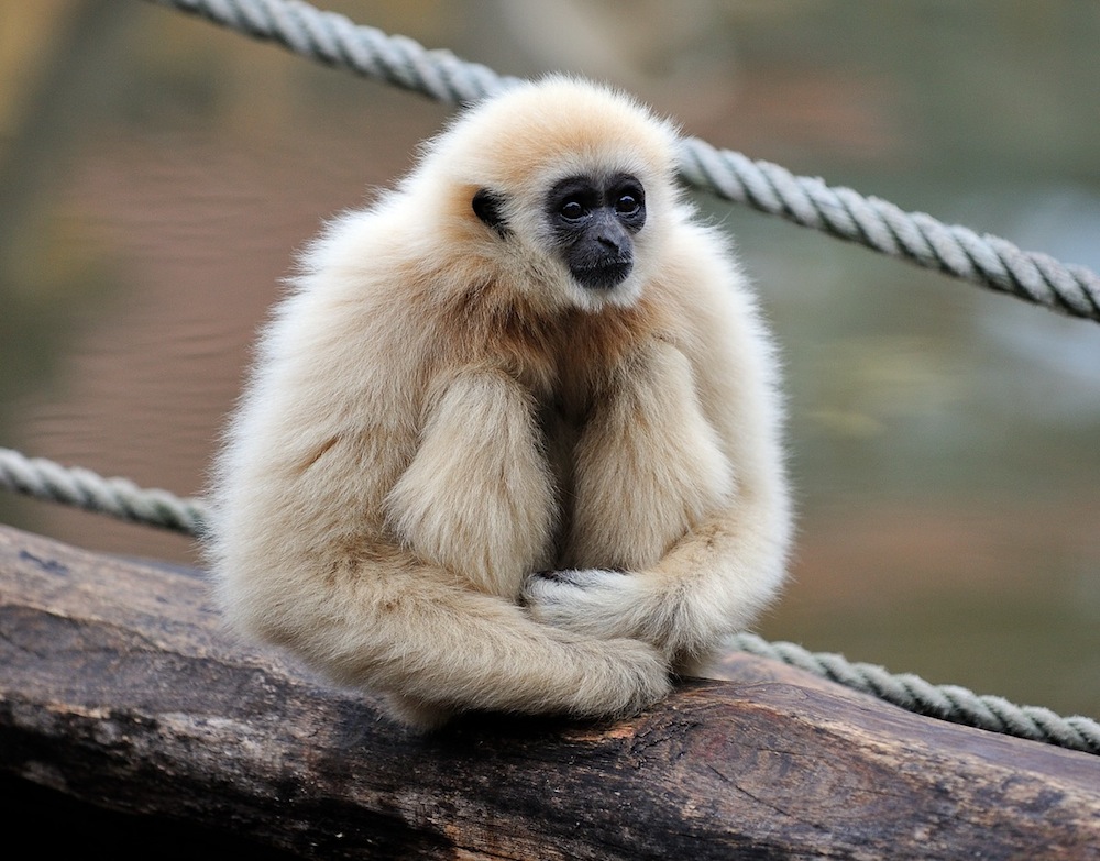 Weißhandgibbon