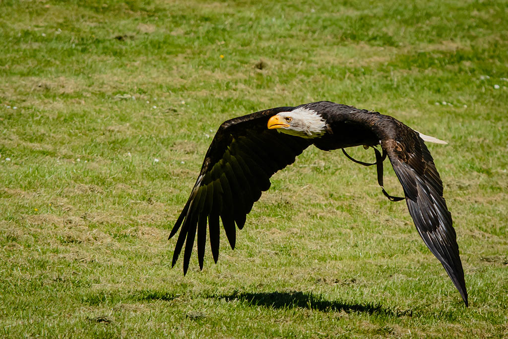 Weißkopf Seeadler