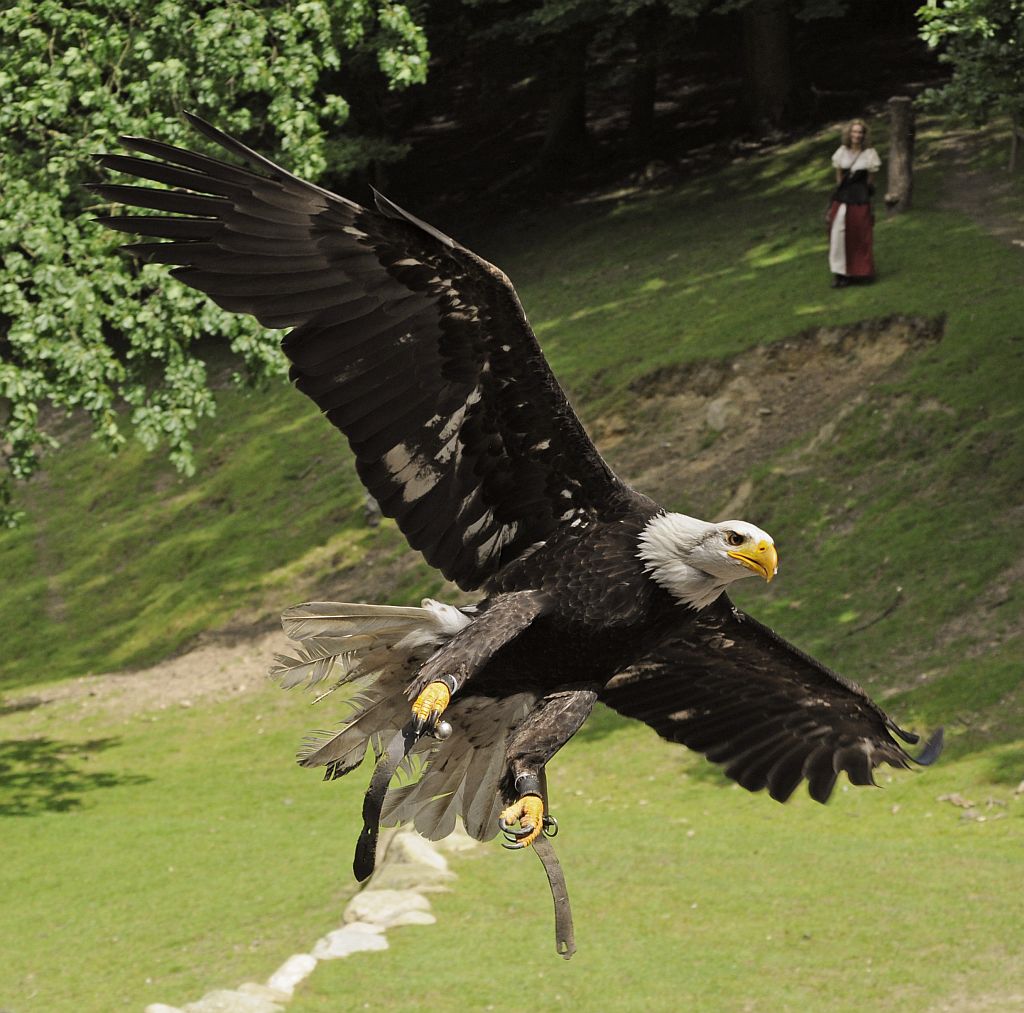 Weißkopfseeadler comp Nikon F