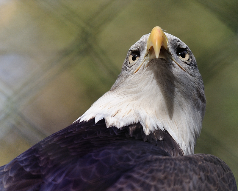 Weißkopfseeadler
Tiergarten Nürnberg