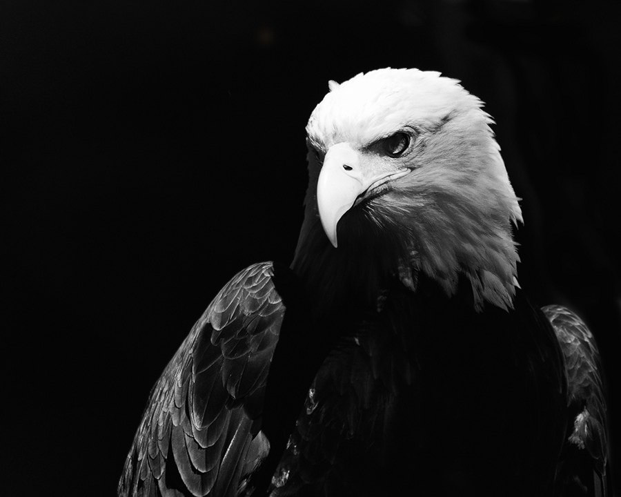 Weißkopfseeadler