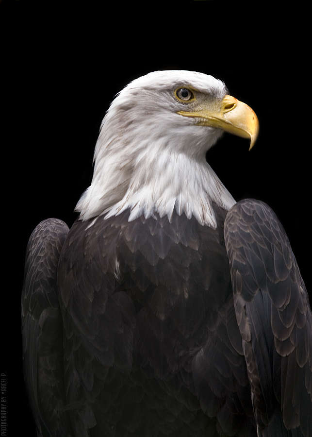 Weißkopfseeadler