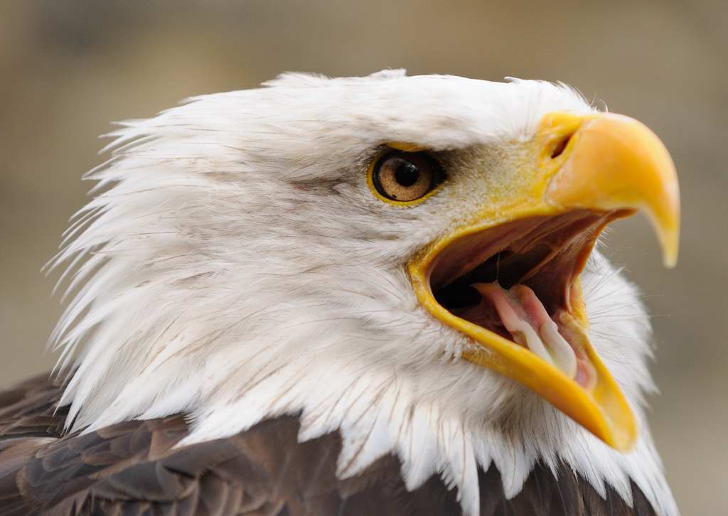 Weißkopfseeadler
