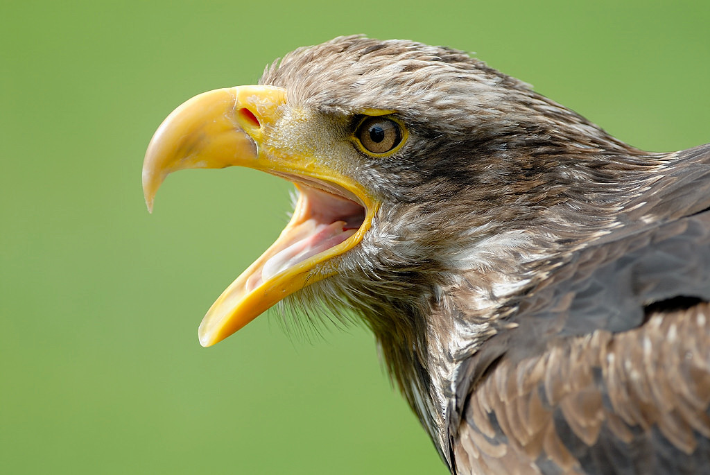 Weißkopfseeadler