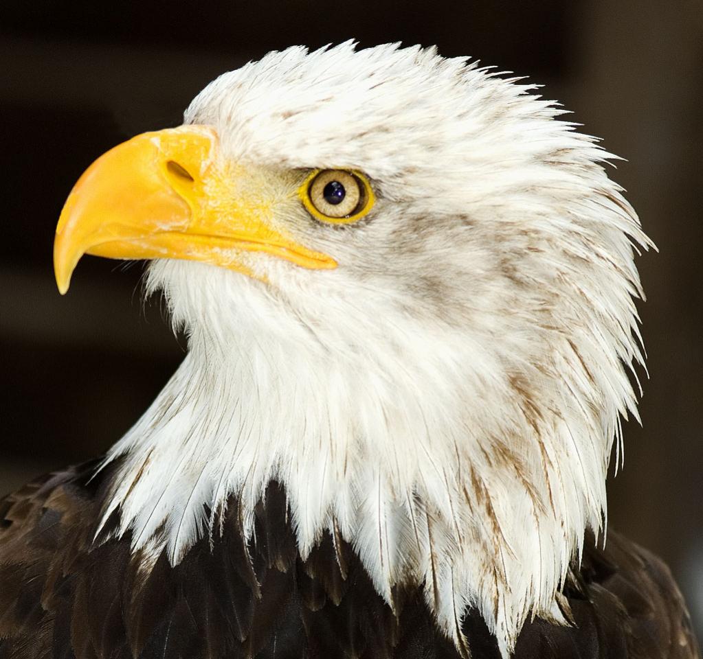 Weißkopfseeadler