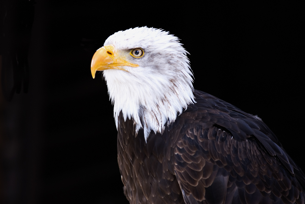 Weißkopfseeadler