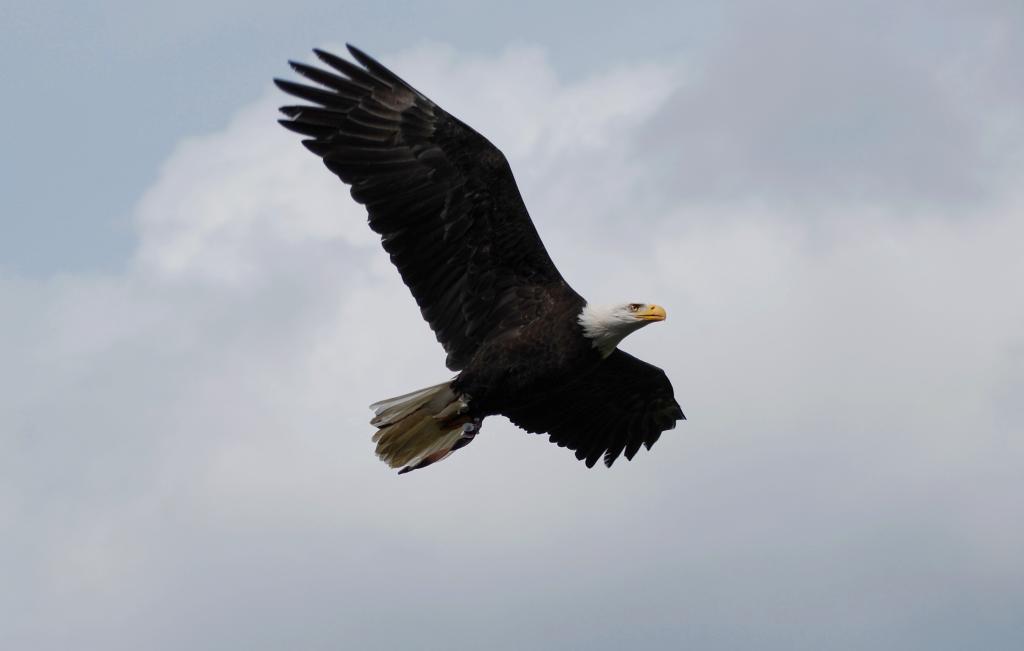 Weißkopfseeadler