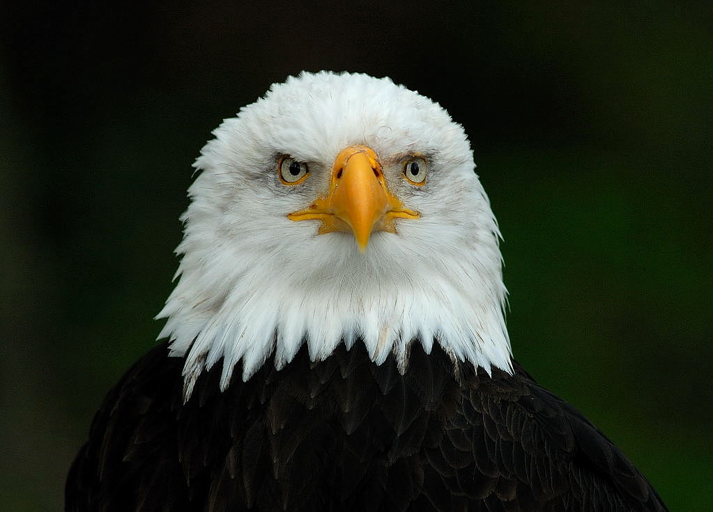 Weißkopfseeadler