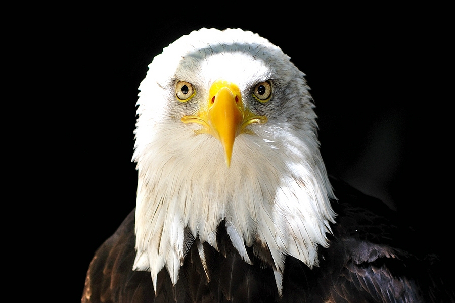 Weißkopfseeadler1