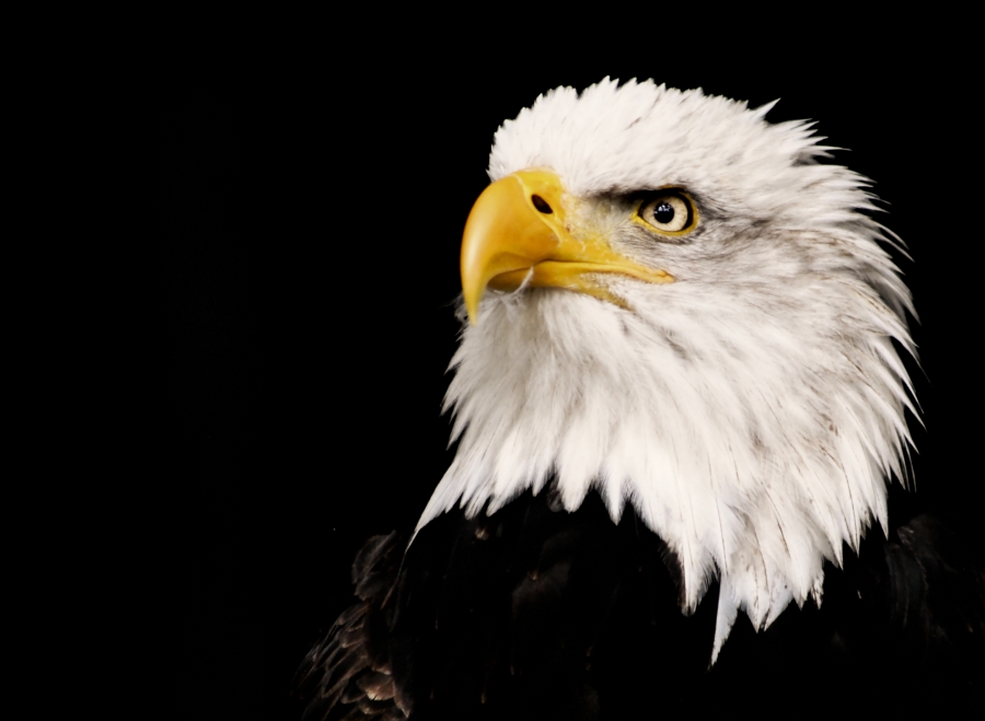 Weißkopfseeadler2