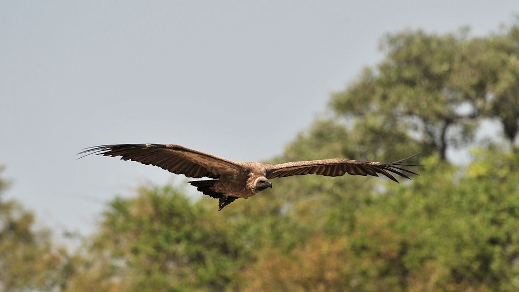 Weißrückengeier im Anflug
7247