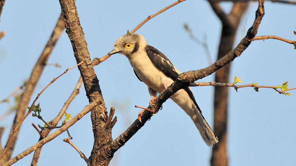 Weißschopf Brillenwürger
White-chrested Helmet Shrike
9459