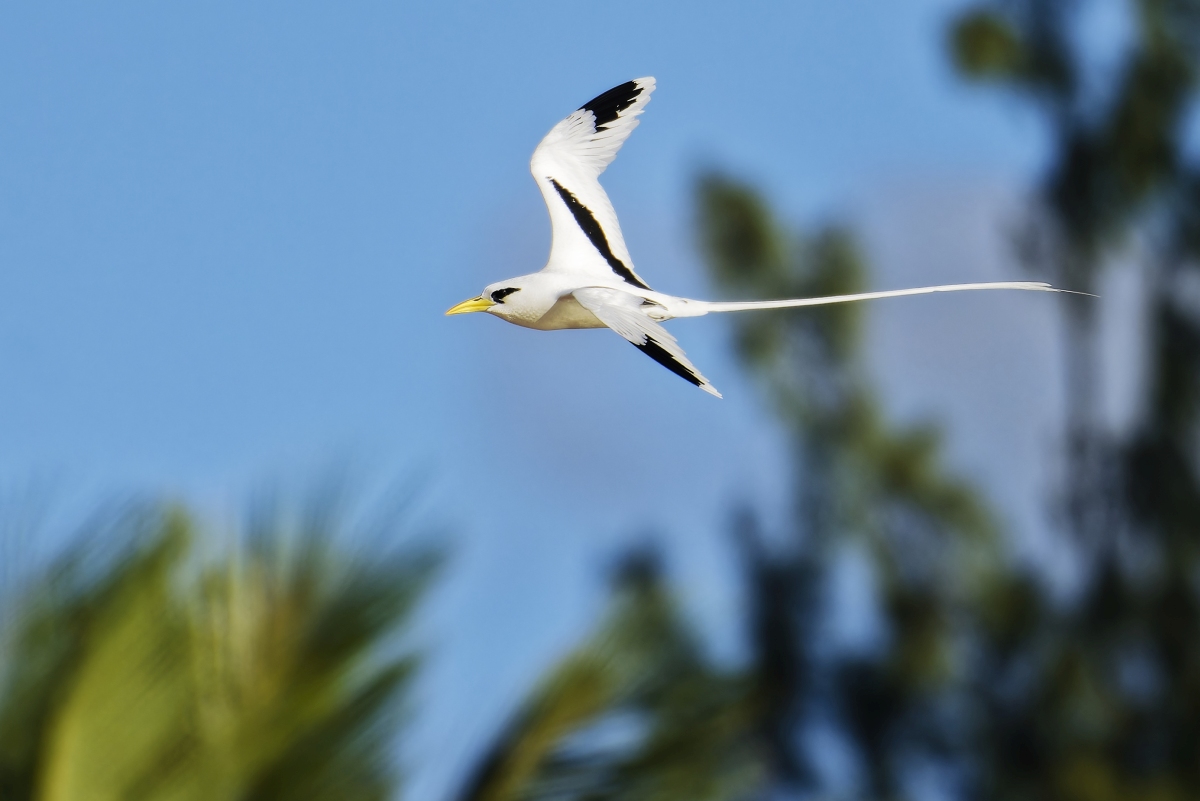 Weißschwanz-Tropikvogel I.jpg