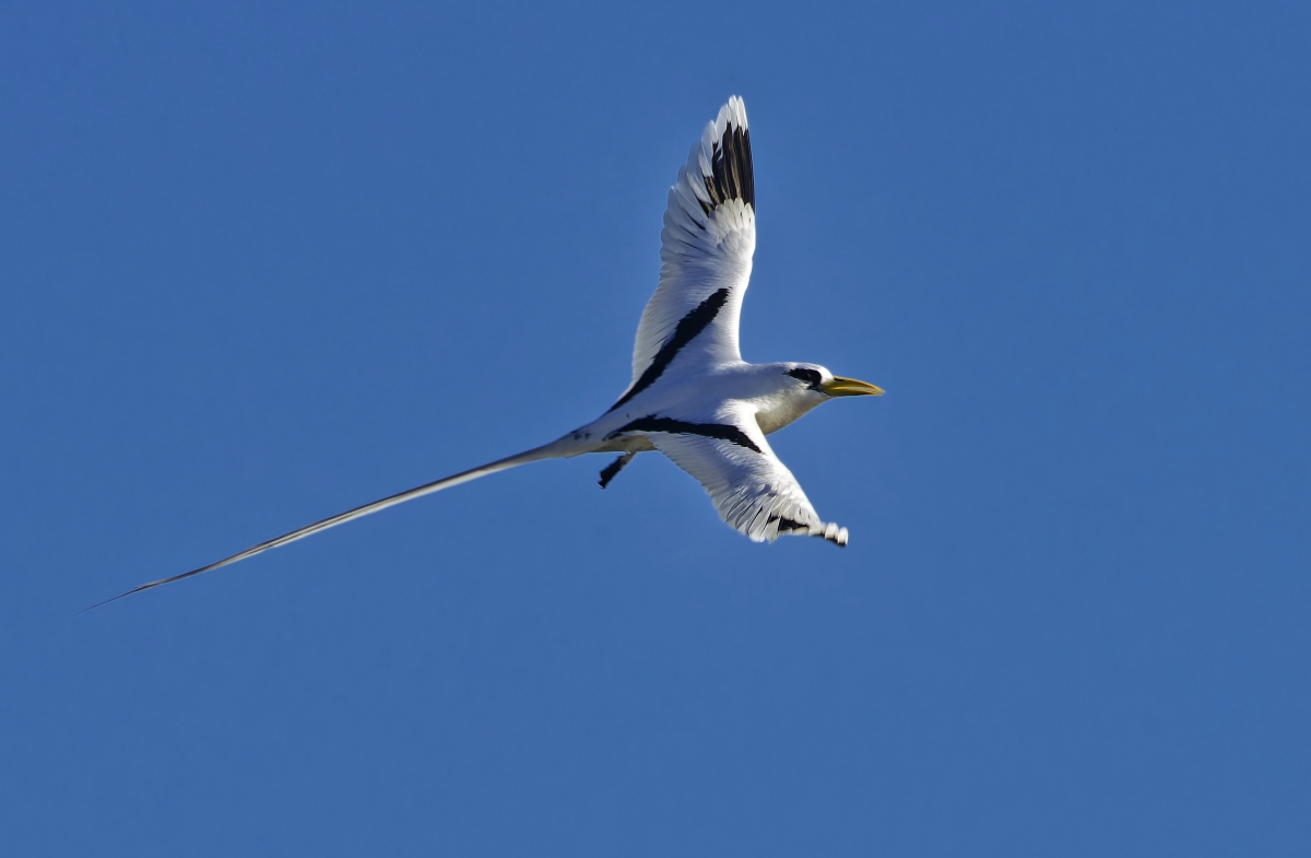 Weißschwanz-Tropikvogel II.jpg