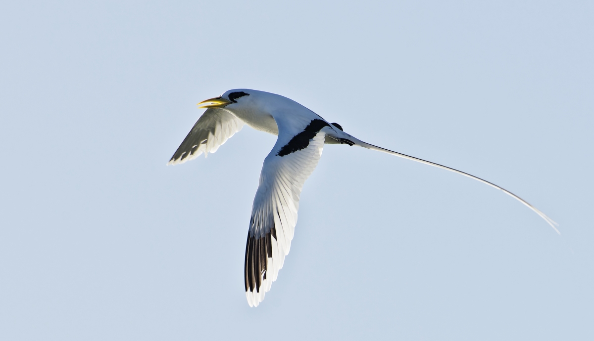 Weißschwanz-Tropikvogel III.jpg