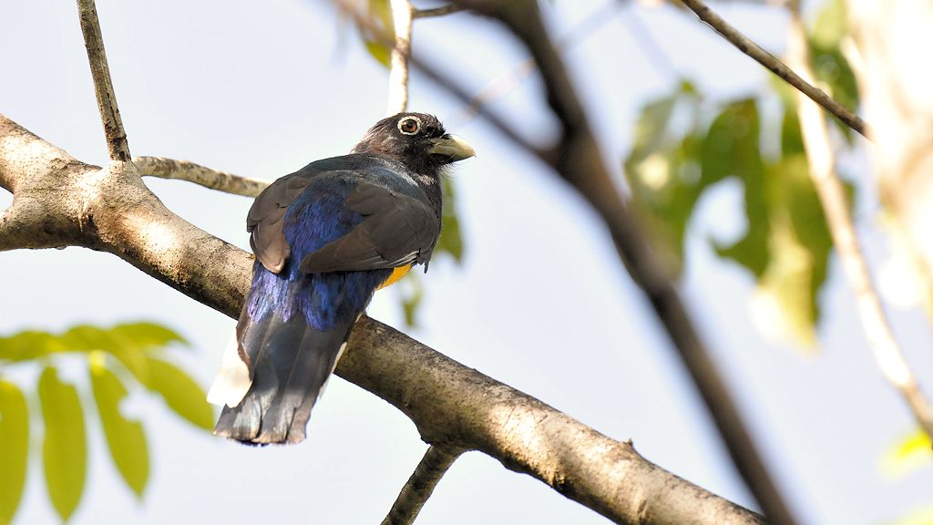 Weißschwanztrogon (White tailed trogon)
Burro-Burro River, Surama
2614