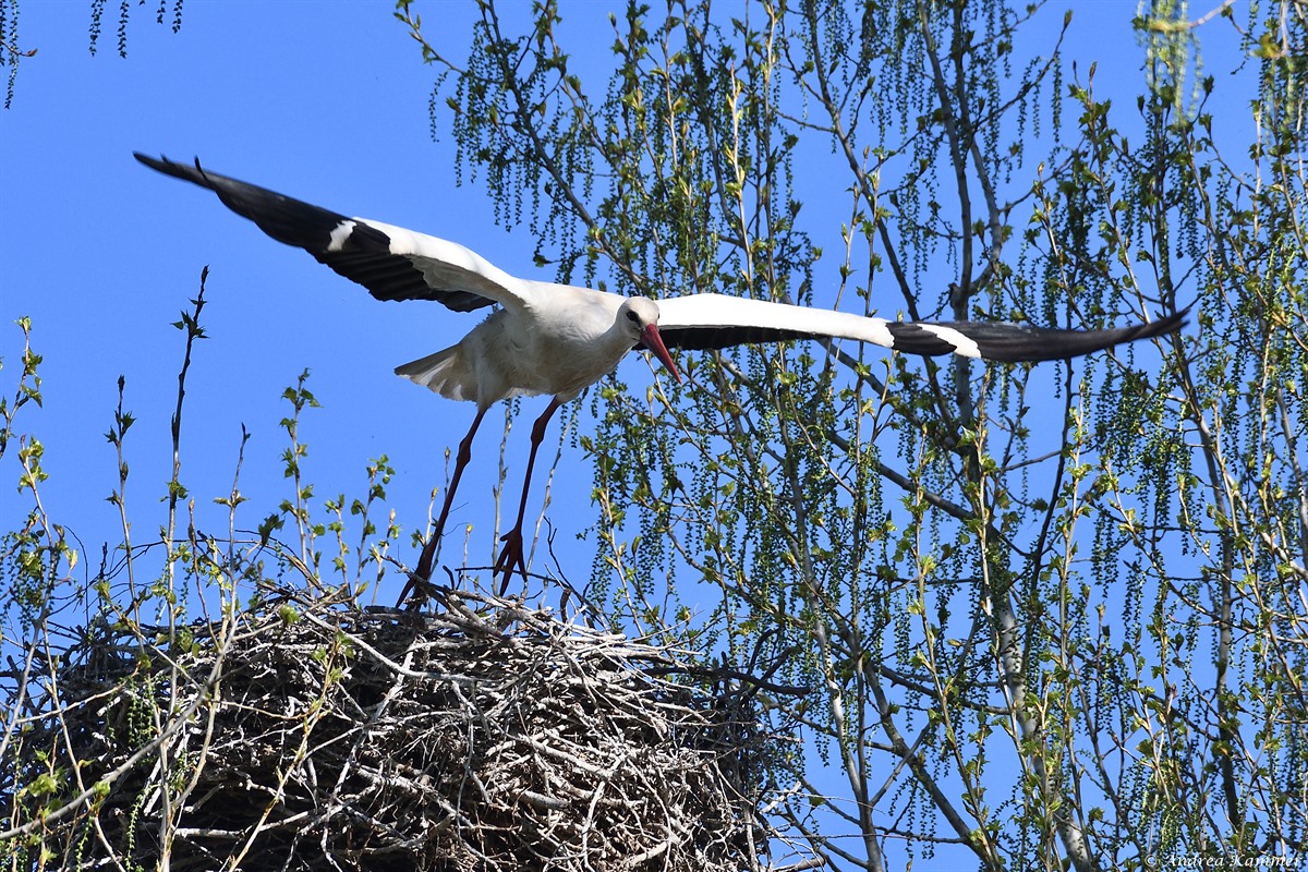 Weißstorch