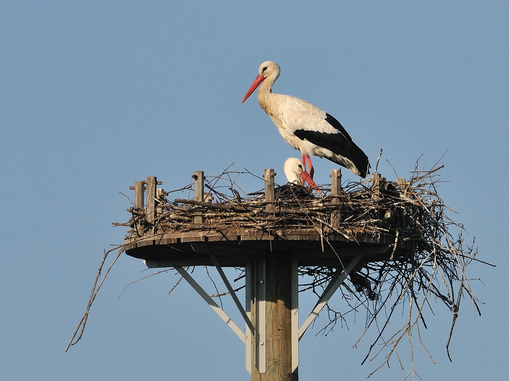 Weißstorchpaar in der Nisthilfe